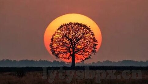 糖心app短视频苹果版-探索新兴娱乐方式的火花，糖心App与苹果用户的短视频盛宴